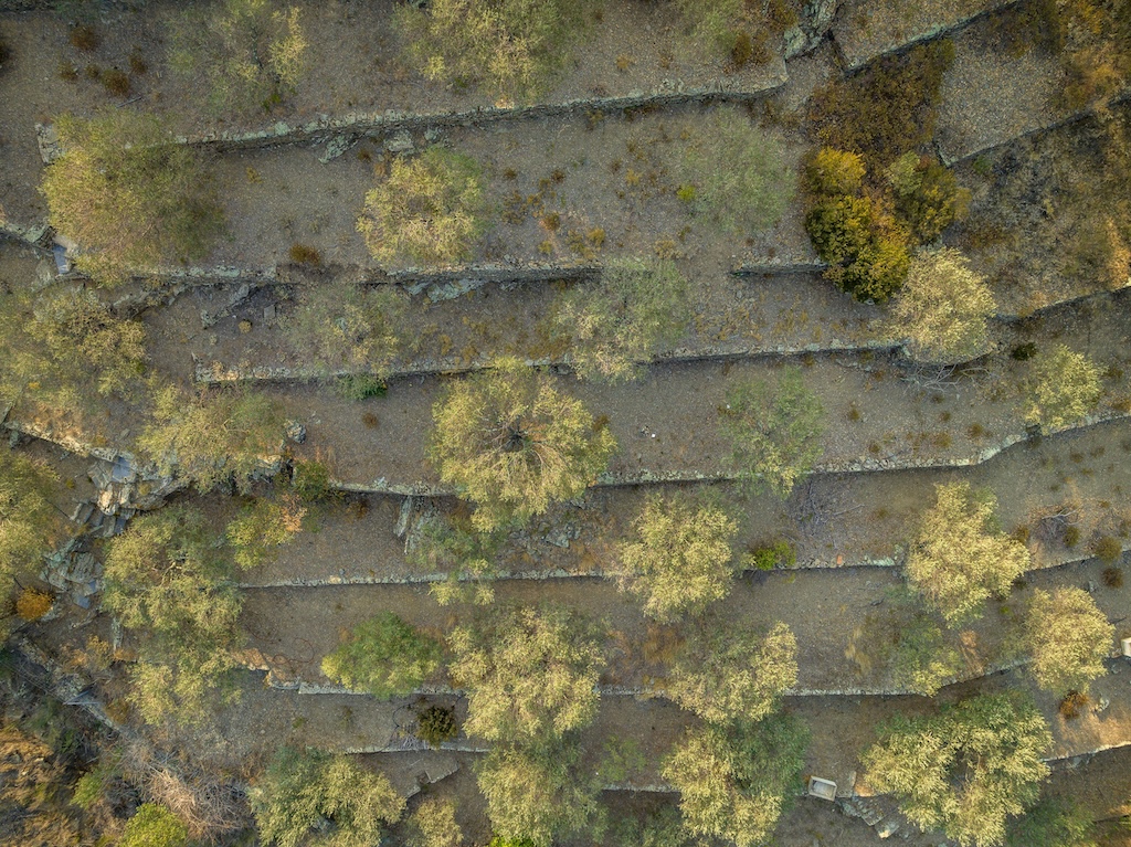 Drought in the oak forest and olive fields at the Cap de Creus cape in Catalonia, Spain in the summer of 2023.