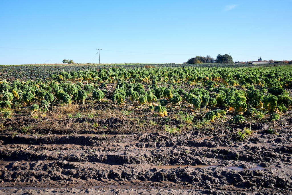 Muddy and flooded fields of brassica in Lancashire, England in November 2023.