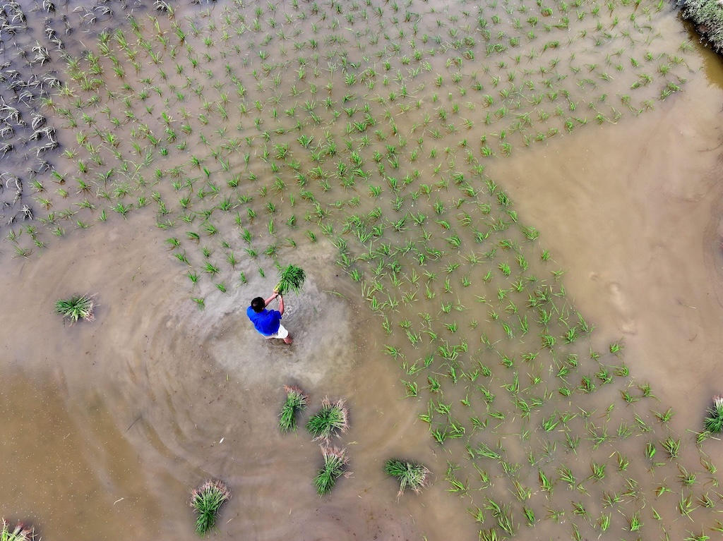 A farmer planting seedlings in his flood-hit rice field in Guizhou province, China in June 2024.