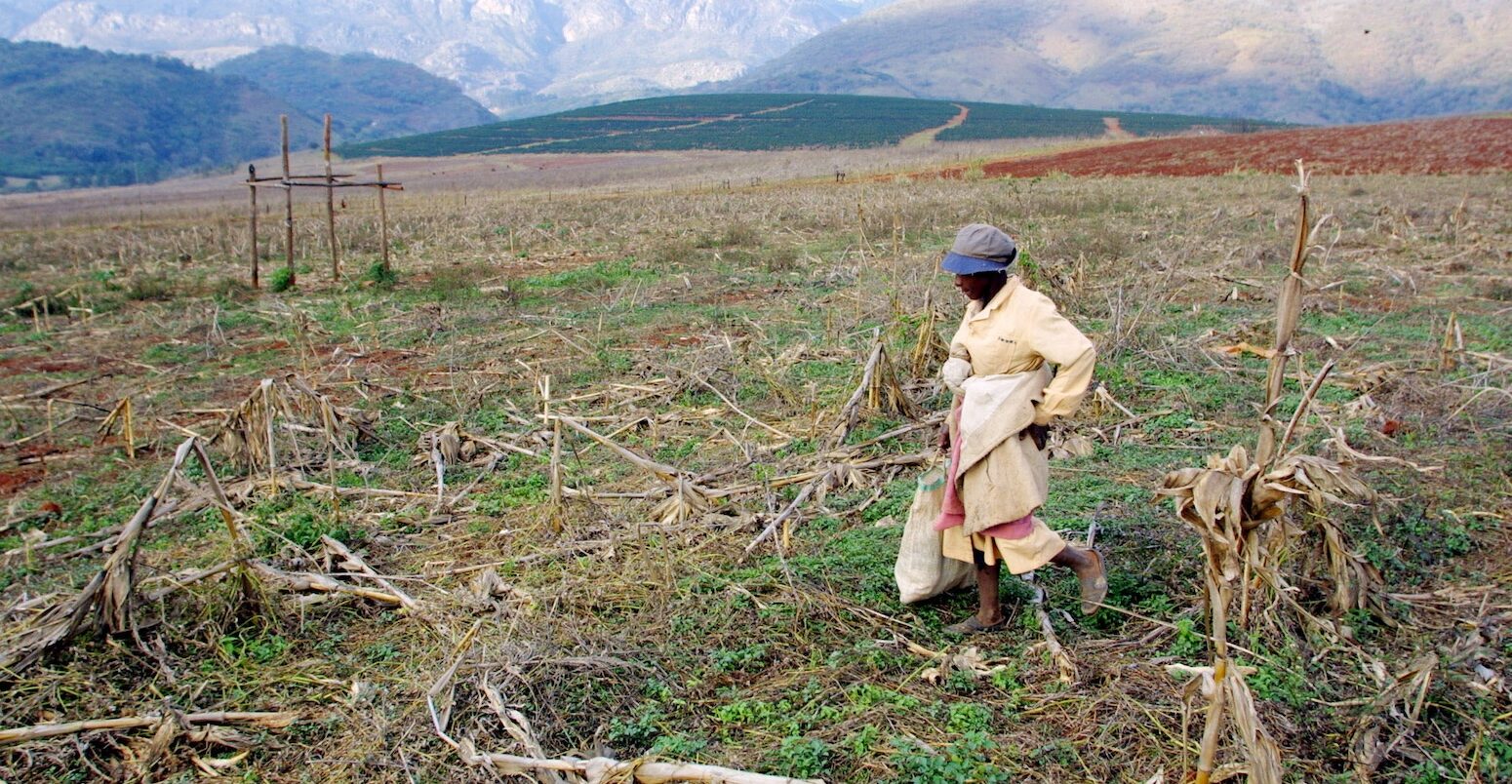 Woman on a withered maize field.