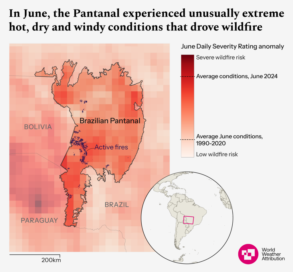 In June, the Pantanal experienced unusually extreme hot, dry and windy conditions that drove wildfire