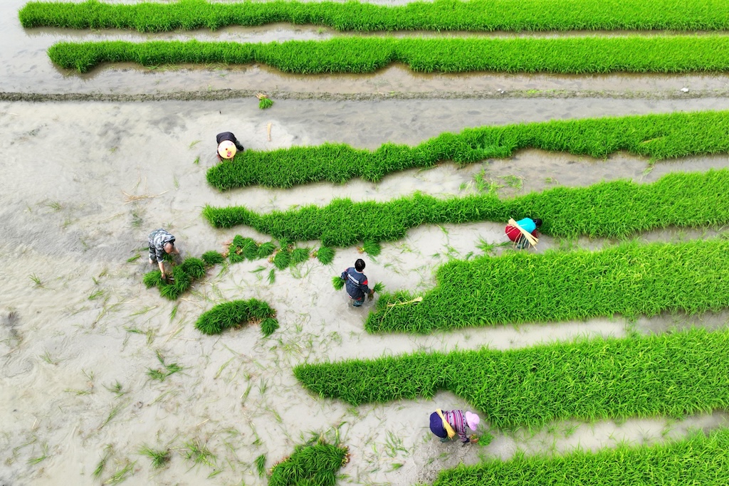 Aerial photo showing farmers transplanting rice seedlings into a paddy field in Chongqing, China in June 2024. Credit: Sipa US / Alamy Stock Photo. Image ID: 2XAH3BH.