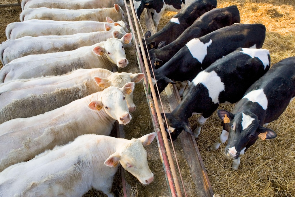 Cows at a trough in a shed in France in April 2024. Credit: BIOSPHOTO / Alamy Stock Photo.