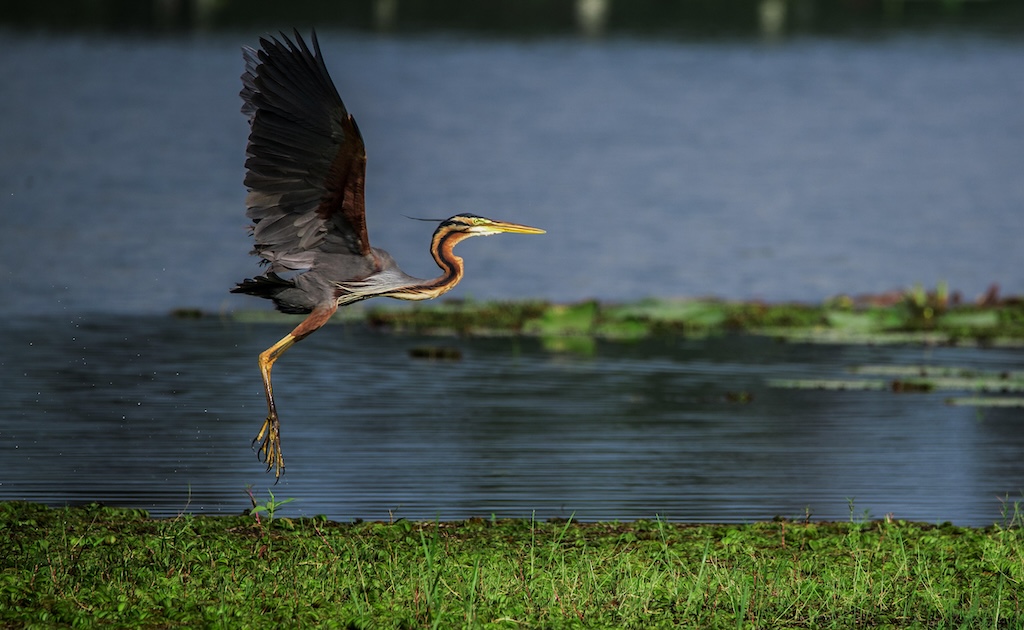 A purple heron about to land on a wetland in Goa, India. Credit: Abhishek S Padmanabhan / Alamy Stock Photo. Image ID: JDH7W5.