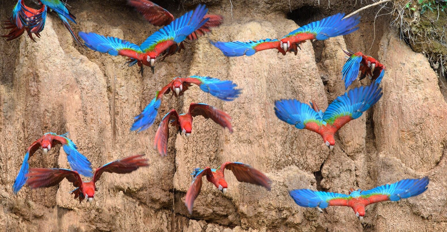 Flock of macaws near the border of Peru and Bolivia.