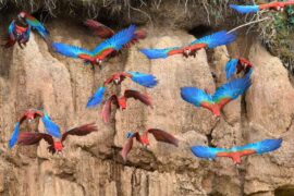 Flock of macaws near the border of Peru and Bolivia.