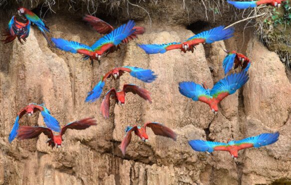 Flock of macaws near the border of Peru and Bolivia.