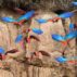 Flock of macaws near the border of Peru and Bolivia.