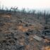 Bush fire devastation in Australia.