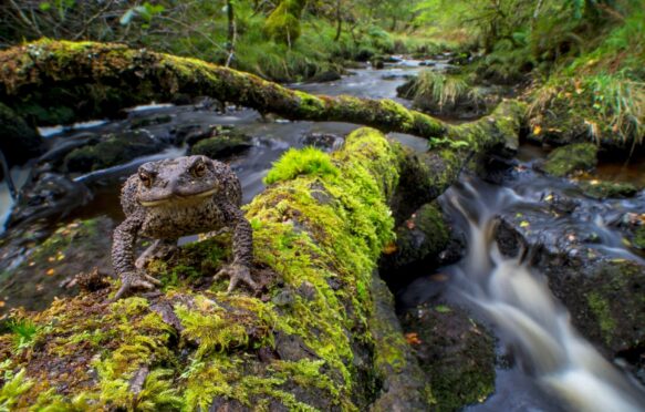 A toad stands on a fallen tree in Atlantic rainforest, Glen Nant, Scotland.