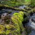 A toad stands on a fallen tree in Atlantic rainforest, Glen Nant, Scotland.