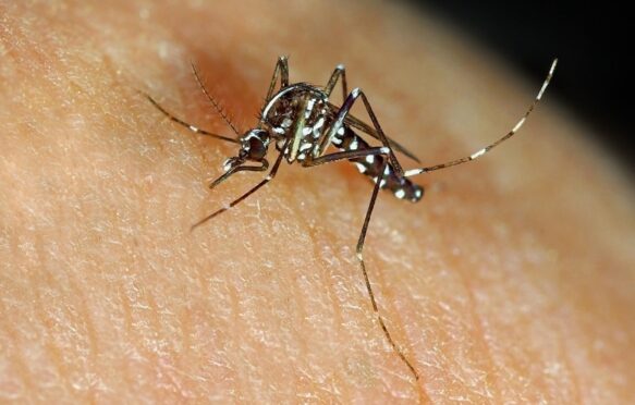 The Asian Tiger Mosquito, Aedes albopictus.