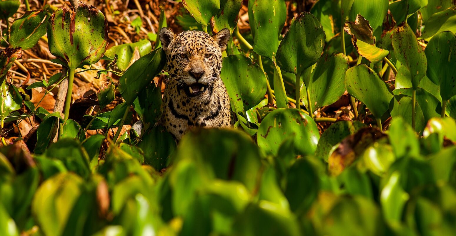 A jaguar walks on the banks of the Cuiabá river, Brazil.