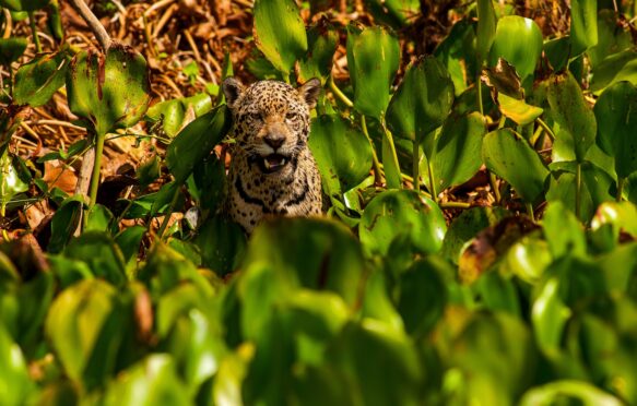 A jaguar walks on the banks of the Cuiabá river, Brazil.