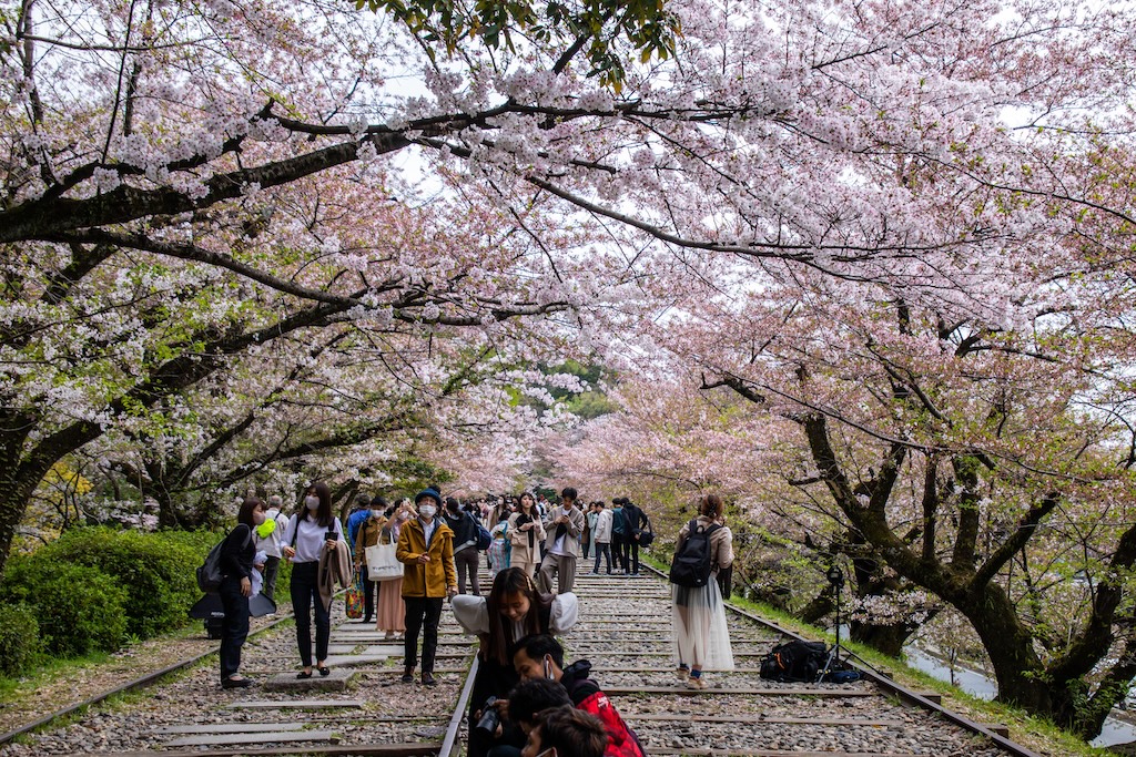 Cherry blossom.