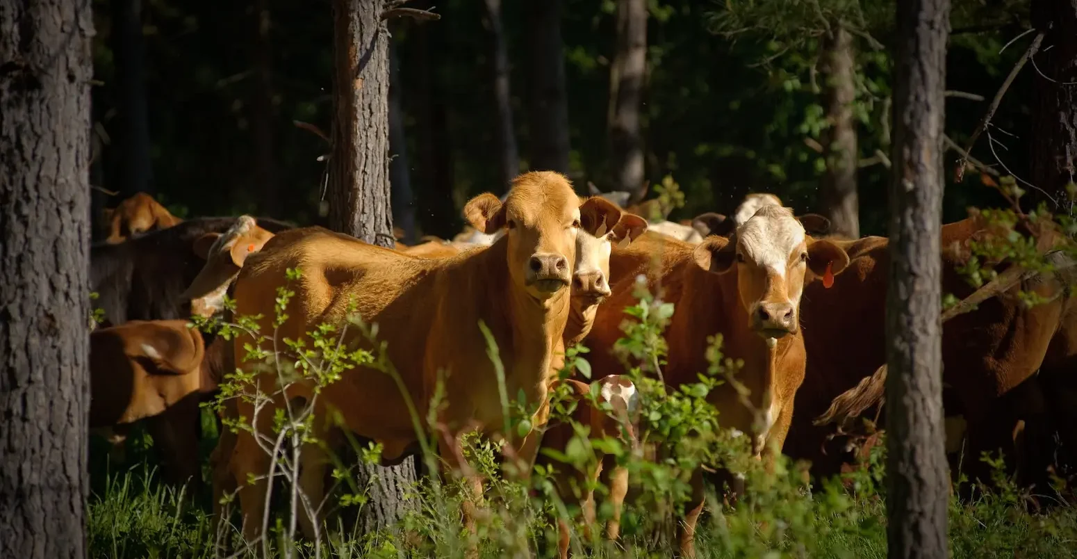 Cattle in wooded environment.