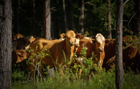 Cattle in wooded environment.