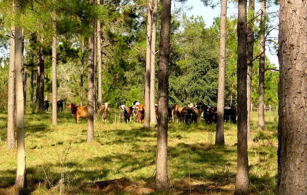 Livestock grazing in silvopasture paddock.