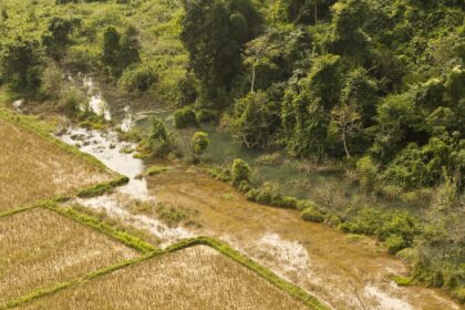 Flooded rice fields in Laos. Credit: Max Dominik Daiber / Alamy Stock Photo. Image ID: JJDTJK.