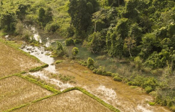 Flooded rice fields in Laos. Credit: Max Dominik Daiber / Alamy Stock Photo. Image ID: JJDTJK.