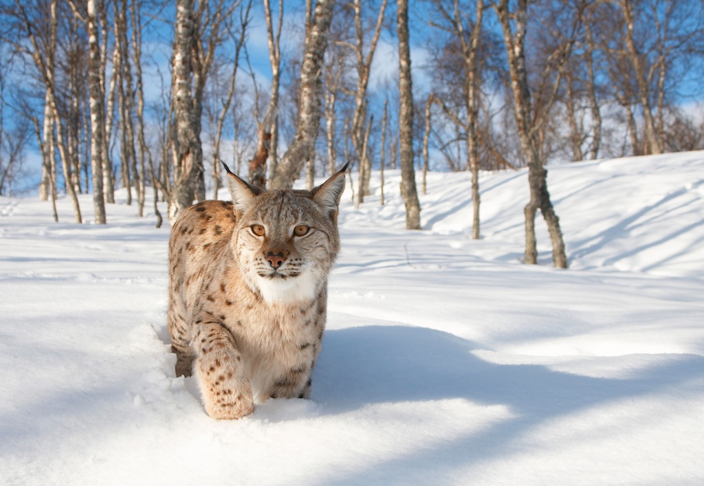 A Eurasian lynx pictured in Norway.