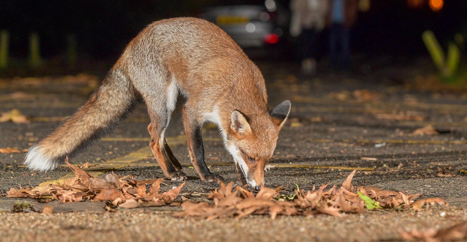 Urban Fox