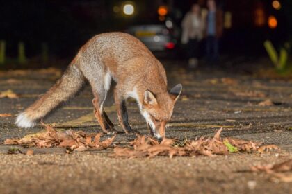 Urban Fox