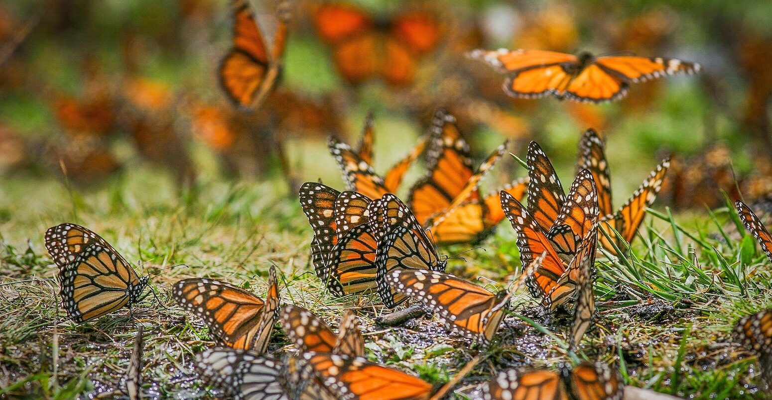 Monarch butterflies.