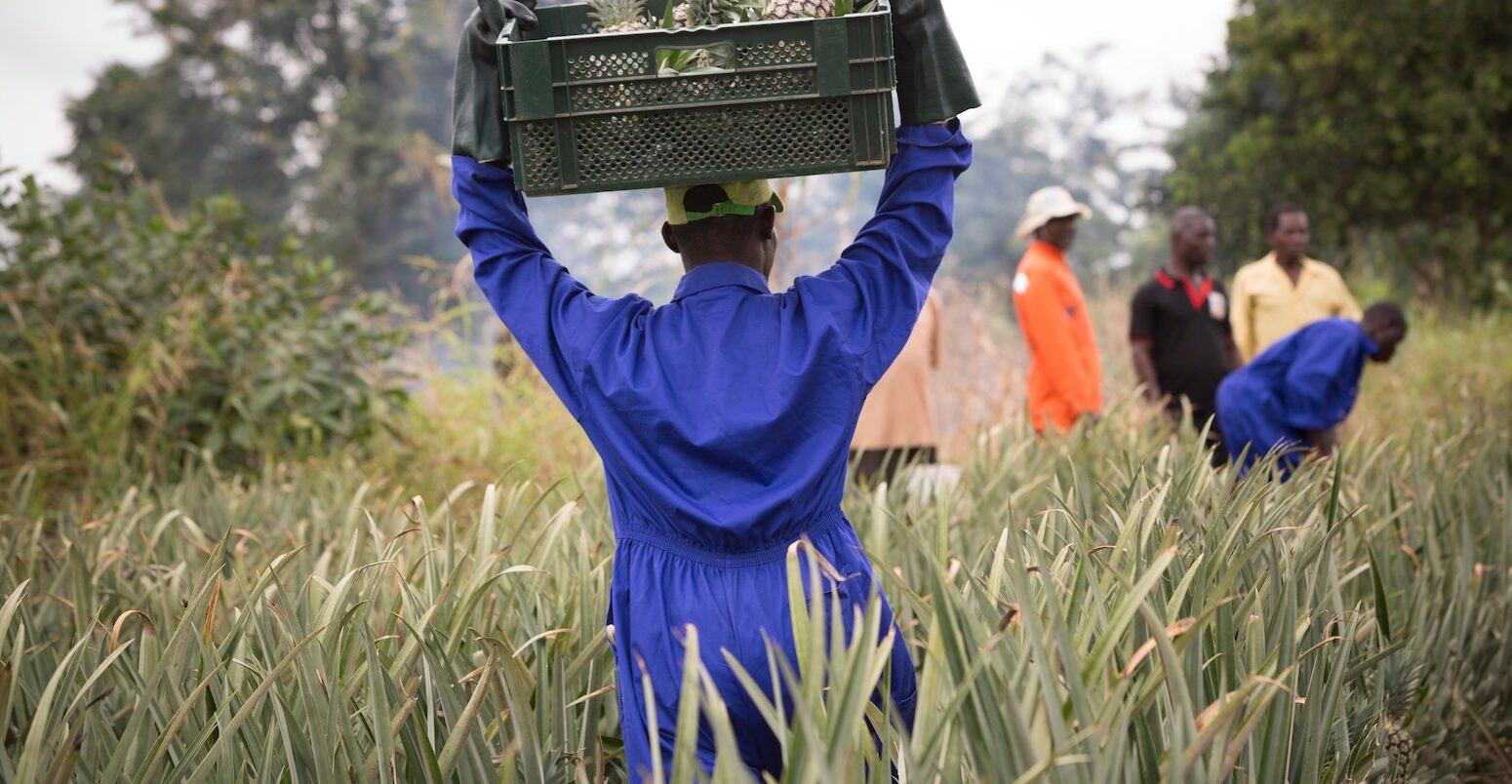 Commercial pineapple farming, Ghana.