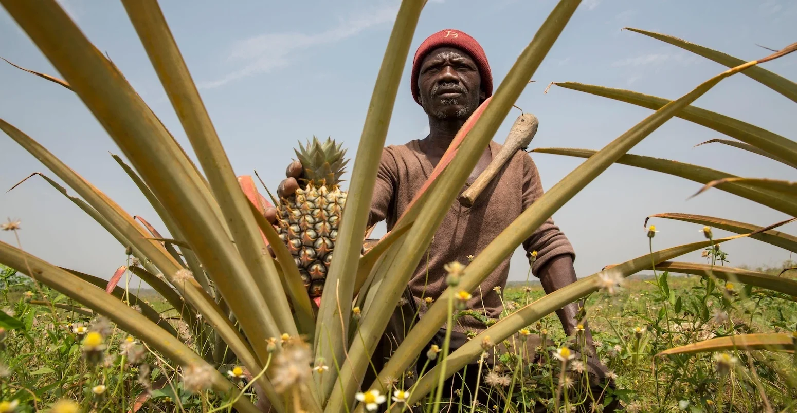 Pineapple harvester, Mali.