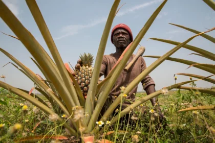 Pineapple harvester, Mali.