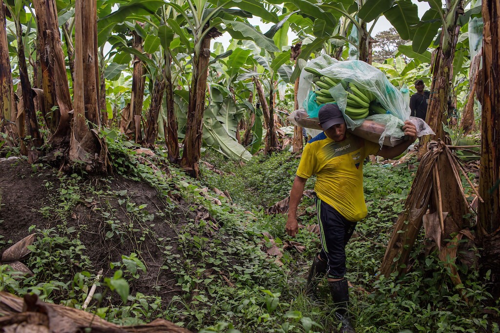 Workers harvest and process bananas at "Nueva Colonia" plantation in Guayaquil, Ecuador.