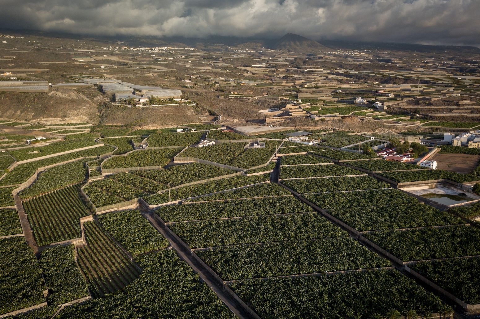 Banana trees in the garden by the sea in Tenerife, The Canary Islands