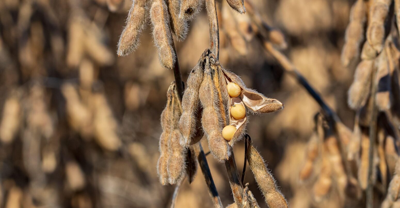 Soybean pod.