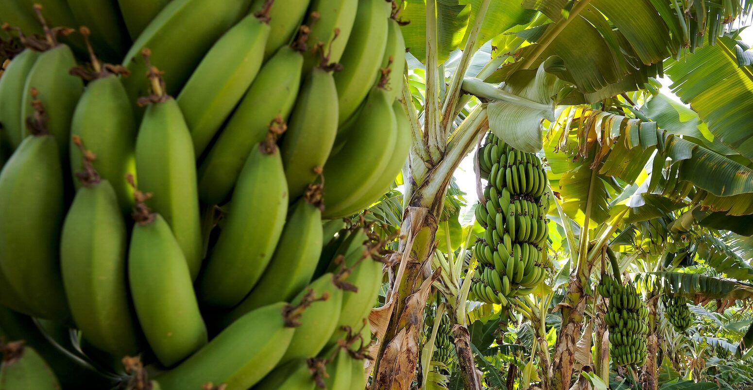 Banana plantation in the rural municipality of Araçuaí, Brazil.