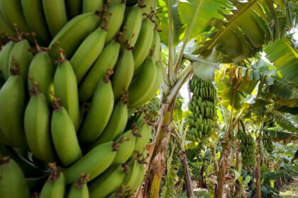 Banana plantation in the rural municipality of Araçuaí, Brazil.